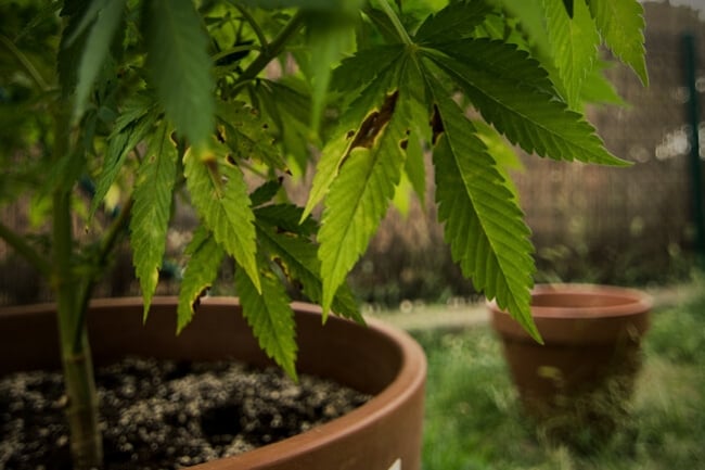 Come Riconoscere e Prevenire l'Alternaria nelle Colture di Cannabis