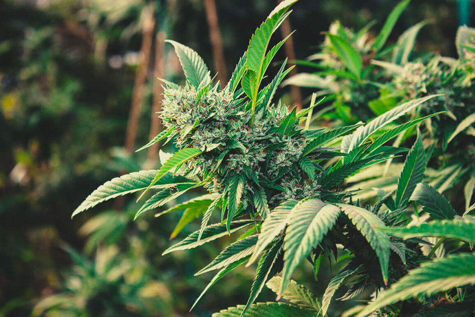 Come Coltivare la Cannabis all'Aperto nel 2022