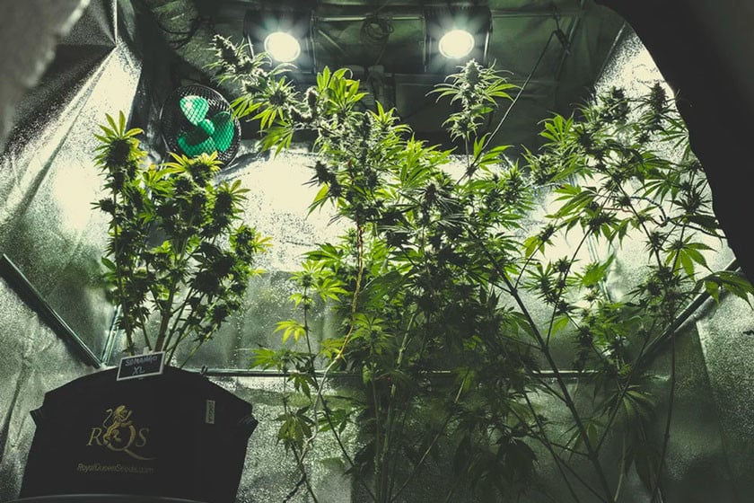 Una Panoramica Completa sulla Coltivazione di Cannabis Indoor