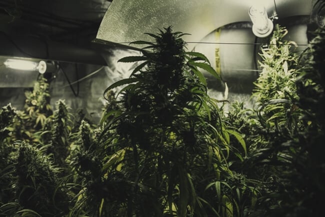 Coltivare varietà di cannabis diverse nella stessa grow room