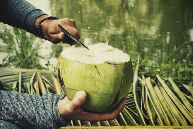 Posso Concimare la Cannabis con l'Acqua di Cocco?