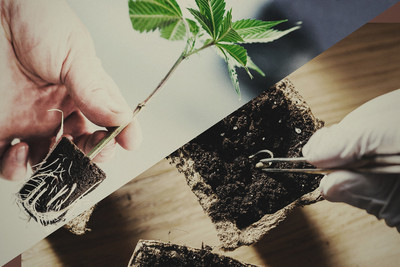 Germinazione dei semi di cannabis - Everweed