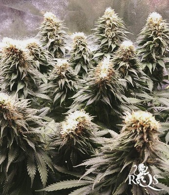 Blue Mystic Blue Mystic