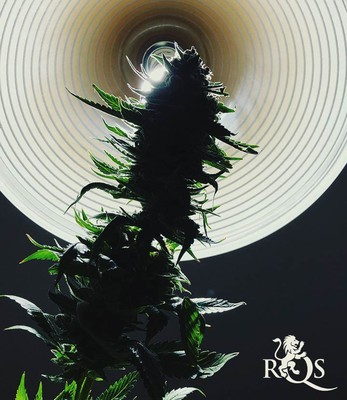 Blue Mystic Blue Mystic