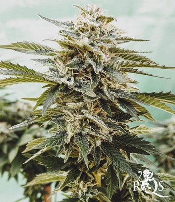 Power Flower Power Flower