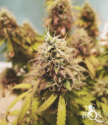 Autofiorenti Miscela