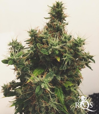 Autofiorenti Miscela