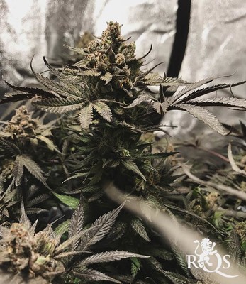 Royal Highness Royal Highness