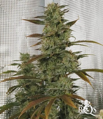 Royal Medic Royal Medic