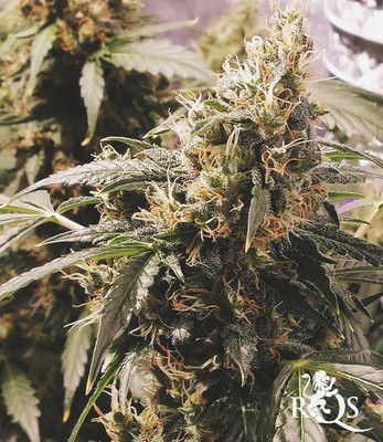 Diesel Auto Diesel Auto