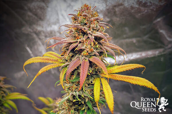 Haze Berry Haze Berry