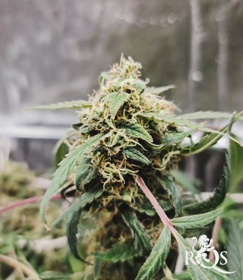 Honey Cream (Fast Flowering)