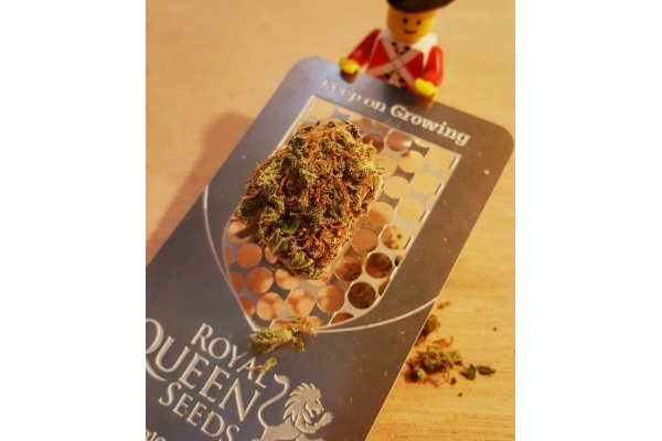 Grinder Card per Cannabis con Logo RQS Grinder Card per Cannabis con Logo RQS