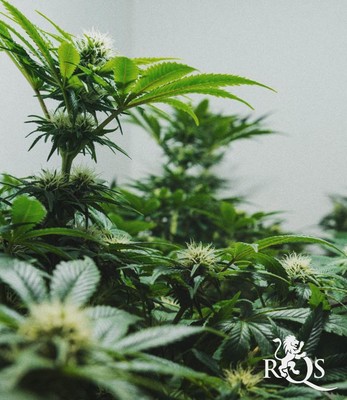 Blue Cheese Blue Cheese