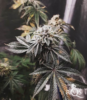 Royal Cookies Royal Cookies