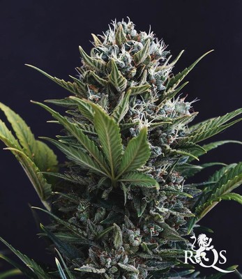 Fast Eddy Automatic CBD