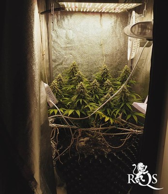 Royal Gorilla Royal Gorilla