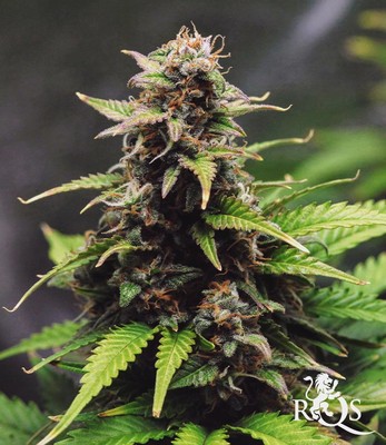 Royal Cookies Auto
