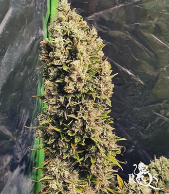 Royal Cookies Auto