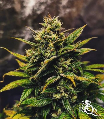 Royal Cookies Auto