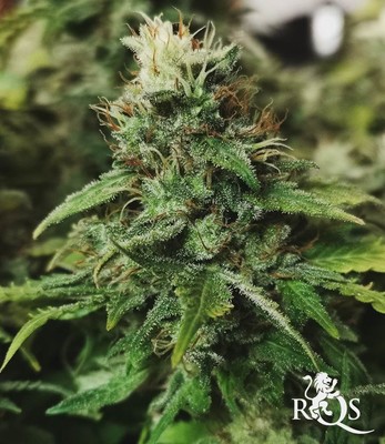 North Thunderfuck North Thunderfuck