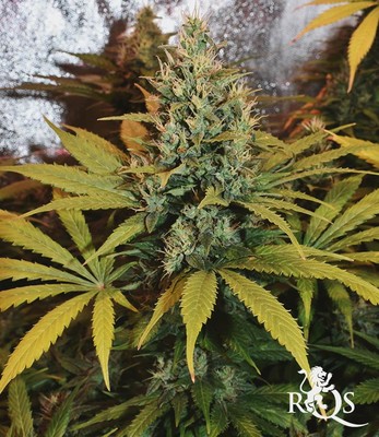 North Thunderfuck North Thunderfuck