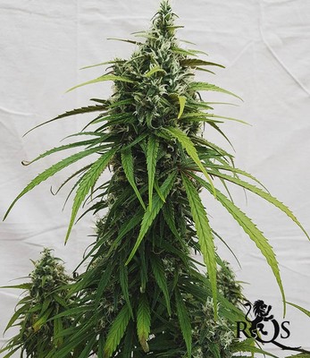 AMG - Amnesia Mac Ganja