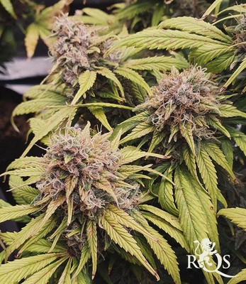 Purple Queen Auto Purple Queen Auto