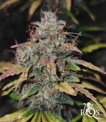 Purple Queen Auto Purple Queen Auto