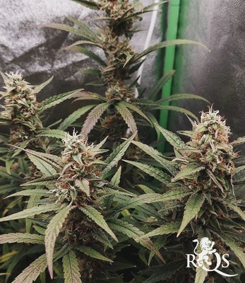 HulkBerry Auto HulkBerry Auto