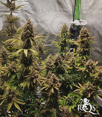 HulkBerry Auto HulkBerry Auto