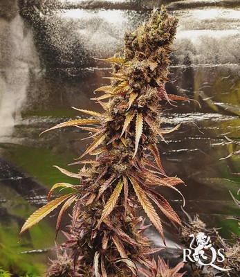 Fat Banana Auto Fat Banana Auto