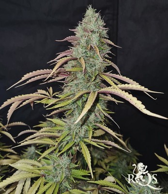 Fat Banana Auto Fat Banana Auto