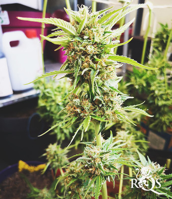 North Thunderfuck Auto North Thunderfuck Auto