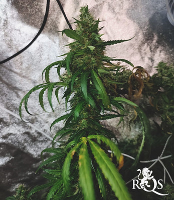 Triple G Auto Triple G Auto