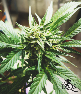 Triple G Auto Triple G Auto