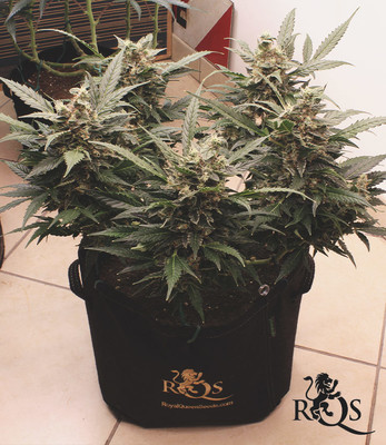 Triple G Auto Triple G Auto